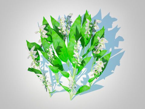 Convallaria majalis - Lily of the Valley 3D Model