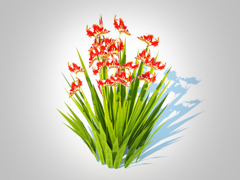Crocosmia - Montbretia -Orange 3D Модель