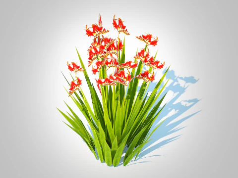 クロコスミア - モンブレチア - オレンジ 3Dモデル