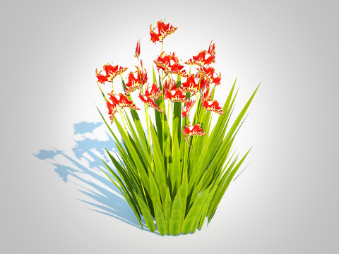 Crocosmia - Montbretia -Orange 3D 모델