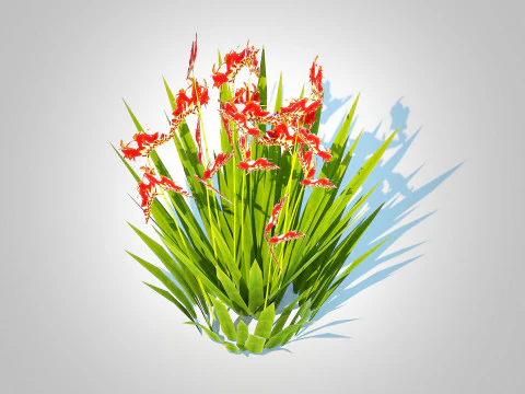 Crocosmia - Montbretia -Orange 3D Model