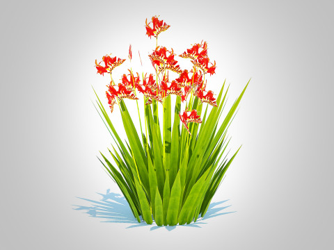 Crocosmia - Montbretia -Orange 3D 모델