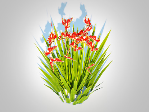 Crocosmia - Montbretia -Orange 3D 모델