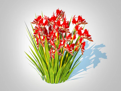Crocosmia - Montbretia -Red 3D Model