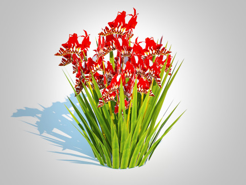 Crocosmia - Montbretia -Red 3D 模型