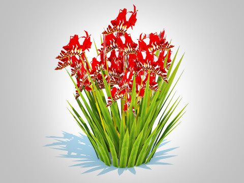 Crocosmia - Montbretia -Red 3D 模型