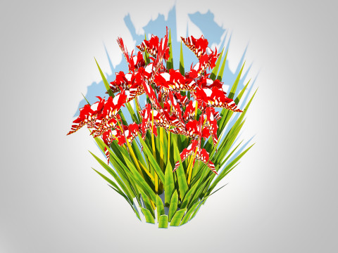 Crocosmia - Montbretia -Red 3D 模型