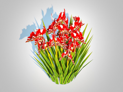 Crocosmia - Montbretia -Red 3D 模型
