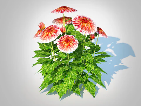 Dahlia Connie 3D Model