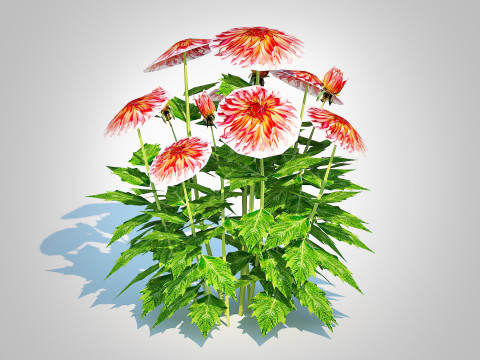 Dahlia Connie 3D मॉडल