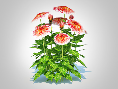 Dahlia Connie 3D मॉडल