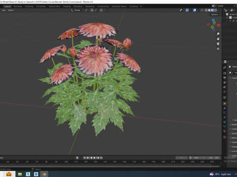 Dahlia Connie 3D मॉडल