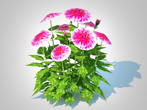 Dahlia Lisa Dark Pink 3D Model