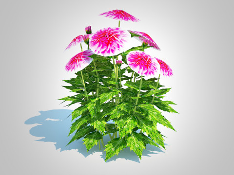 Dahlia Lisa Dark Pink 3D Model