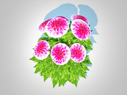 Dahlia Lisa Dark Pink 3D Model
