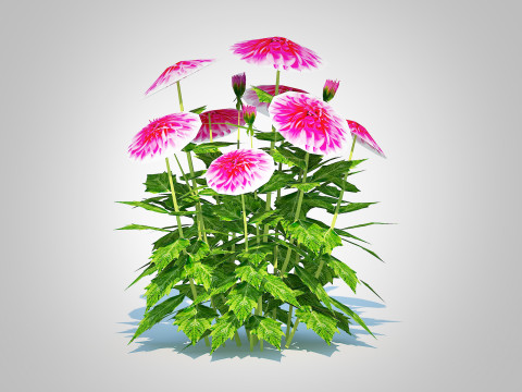 Dahlia Lisa Dark Pink 3D Model