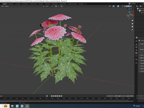 Dahlia Lisa Dark Pink 3D Model