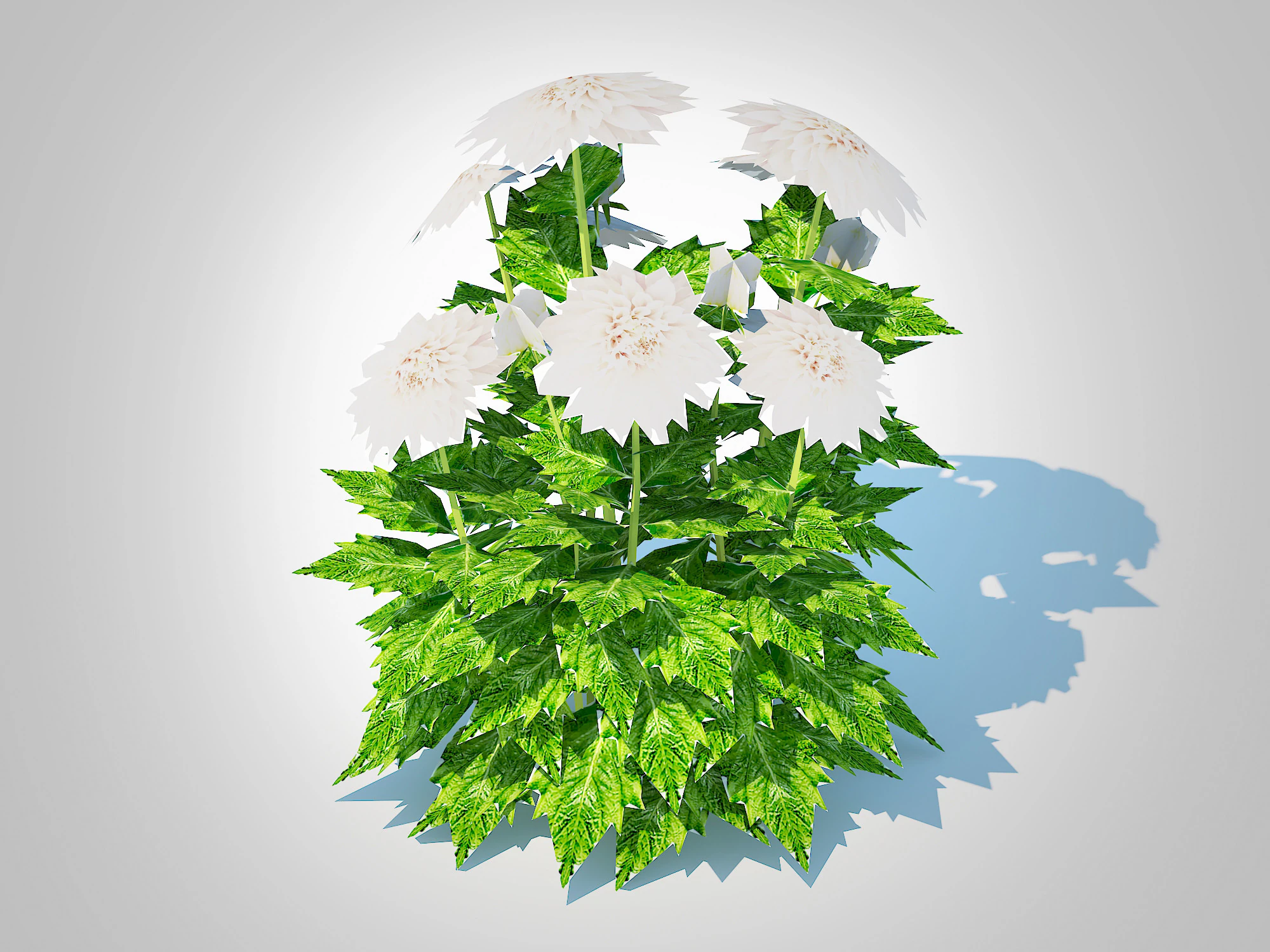 Dahlia Lisa White 3D Model .c4d .max .obj .3ds .fbx .stl .blend 
