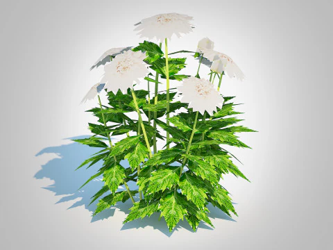 Dahlia Lisa White 3D Model