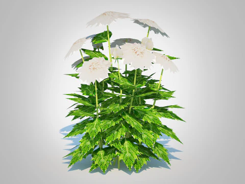 Dahlia Lisa White 3D Model