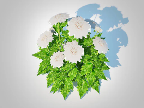 Dahlia Lisa White 3D Model