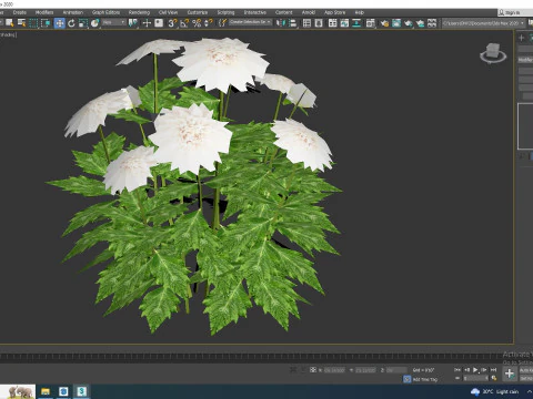 Dahlia Lisa White 3D Model