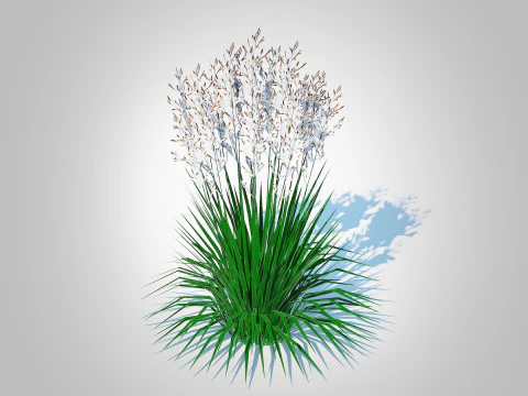 Deschampsia cespitosa - Capim Tufado Modelo 3D