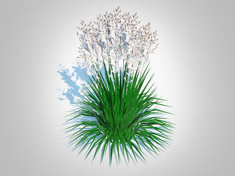 Deschampsia cespitosa - Tufted Hair Grass 3D Модель