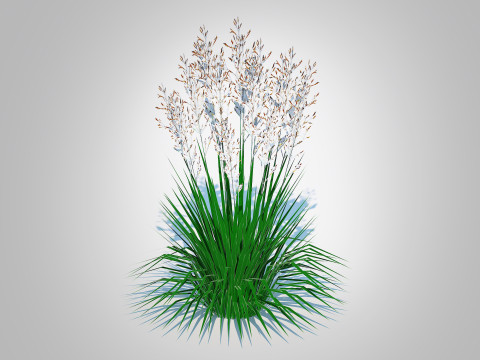 Deschampsia cespitosa - Tufted Hair Grass 3D Модель