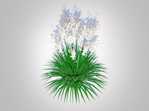 Deschampsia cespitosa - Tufted Hair Grass 3D Модель