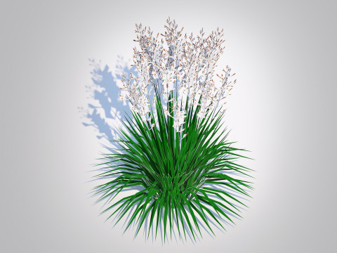 Deschampsia cespitosa - Tufted Hair Grass 3D Модель