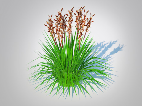 Deschampsia flex - Tatra Gold Wavy Hair Grass 3D Model