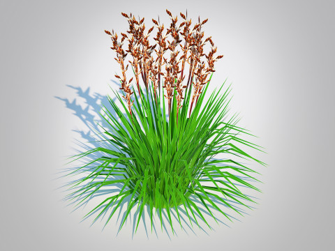 Deschampsia flex - Tatra Gold Wavy Hair Grass Modello 3D