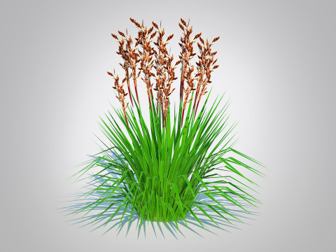 Deschampsia flex - Tatra Gold Wavy Hair Grass Modello 3D