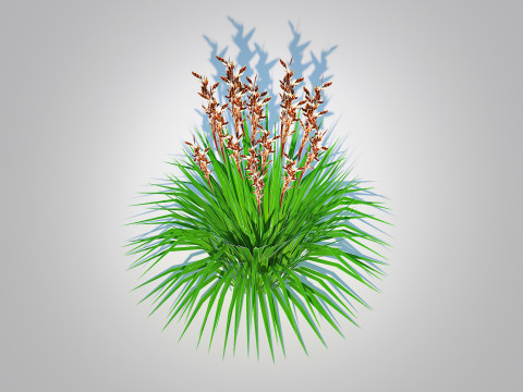 Deschampsia flex - Tatra Gold Wavy Hair Grass Modello 3D