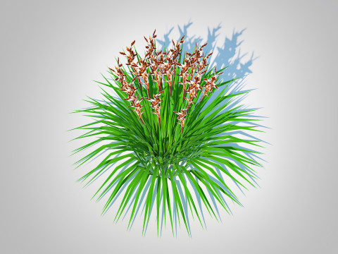 Deschampsia flex - Tatra Gold Wavy Hair Grass Modello 3D