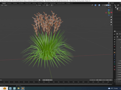 Deschampsia flex - Tatra Gold Wavy Hair Grass Modello 3D