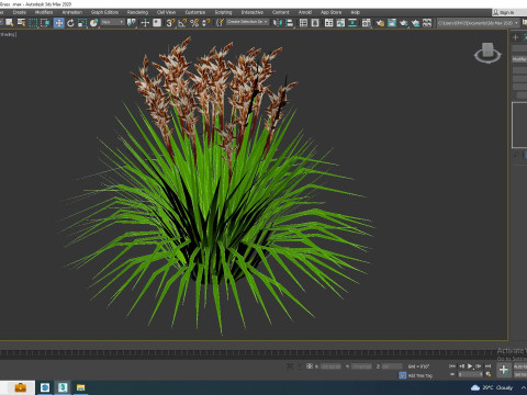 Deschampsia flex - Tatra Gold Wavy Hair Grass Modello 3D