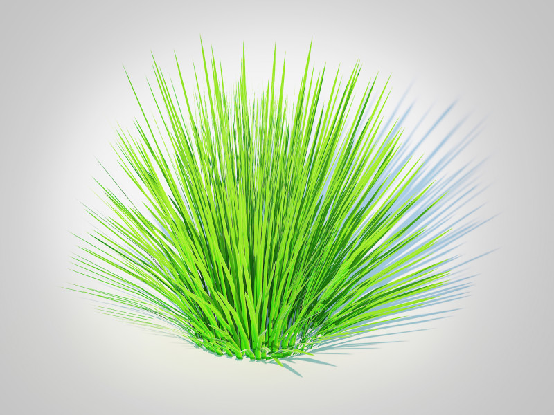 Deschampsia flex -without Wavy 3D 모델 .c4d .max .obj .3ds .fbx .stl .blend