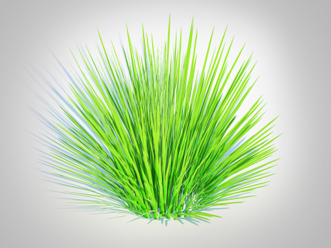 Deschampsia flex -without Wavy 3D 모델