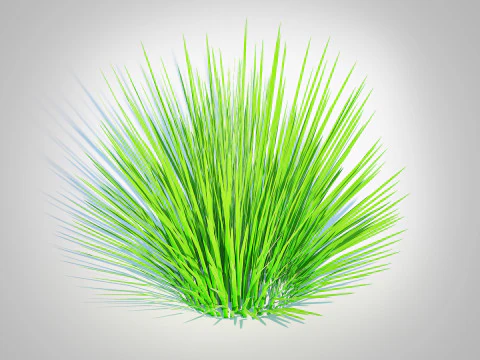 Deschampsia flex -without Wavy 3D Model