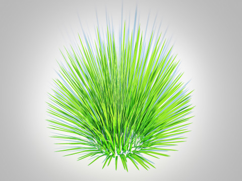 Deschampsia flex -without Wavy 3D 모델