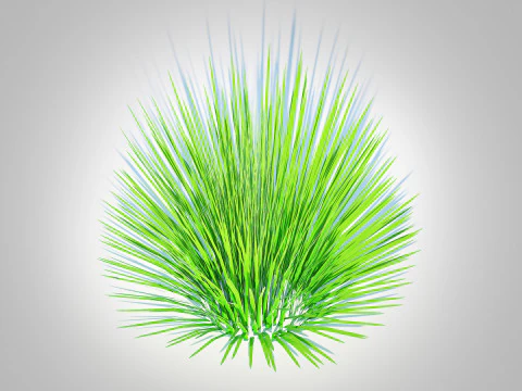 Deschampsia flex -without Wavy 3D Model