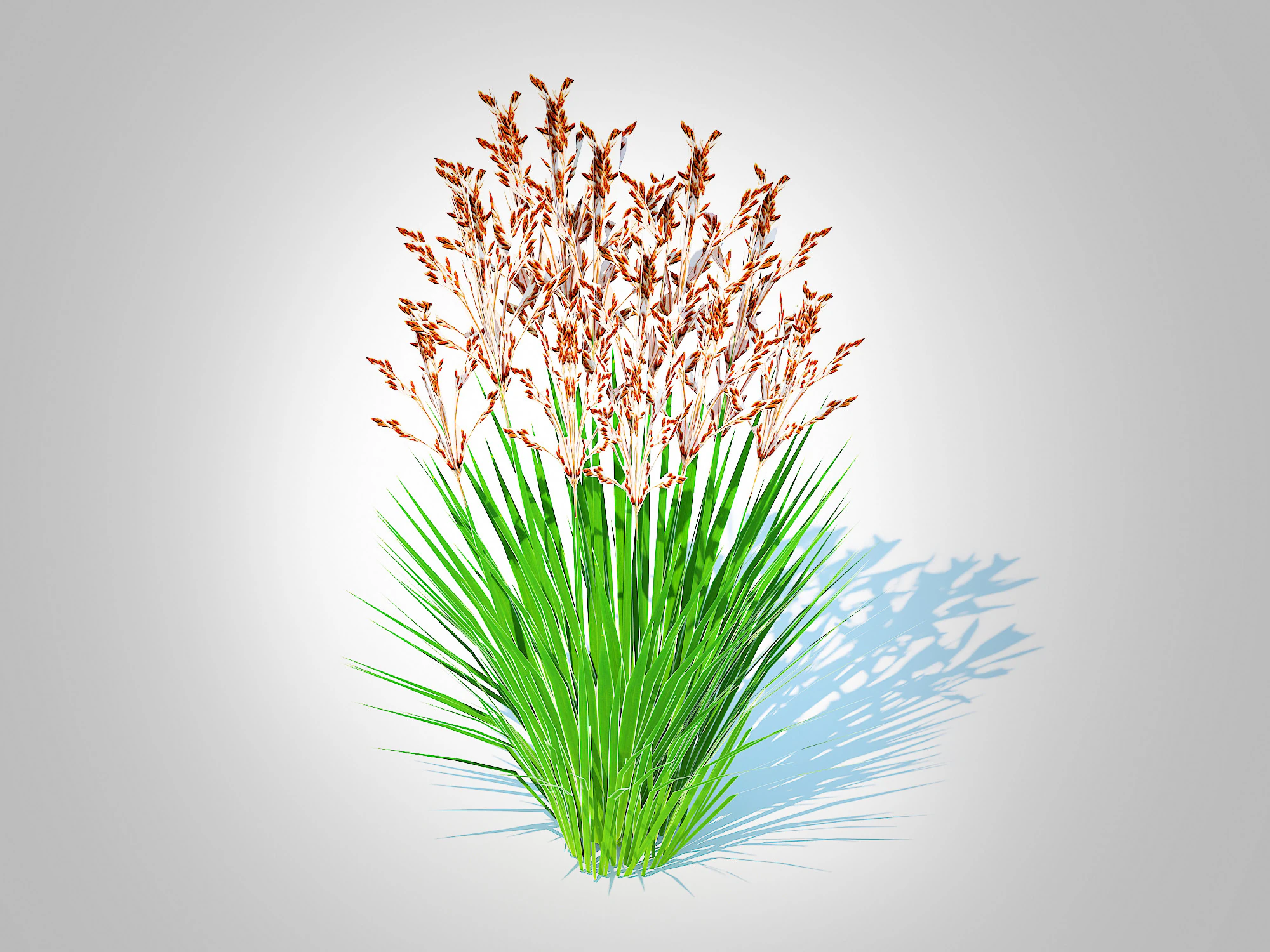Deschampsia flexuosa - Wavy Hair Grass 3D Model .c4d .max .obj .3ds .fbx .stl .blend 