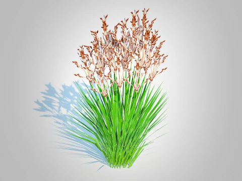 Deschampsia flexuosa - Wavy Hair Grass 3D Model