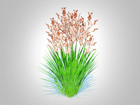 Deschampsia flexuosa - Wavy Hair Grass 3D Model