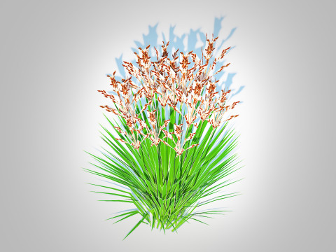 Deschampsia flexuosa - Wavy Hair Grass 3D Model