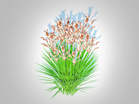 Deschampsia flexuosa - Wavy Hair Grass 3D Model