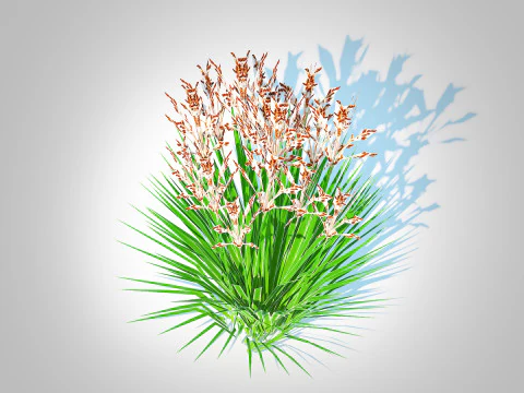 Deschampsia flexuosa - Wavy Hair Grass 3D Model