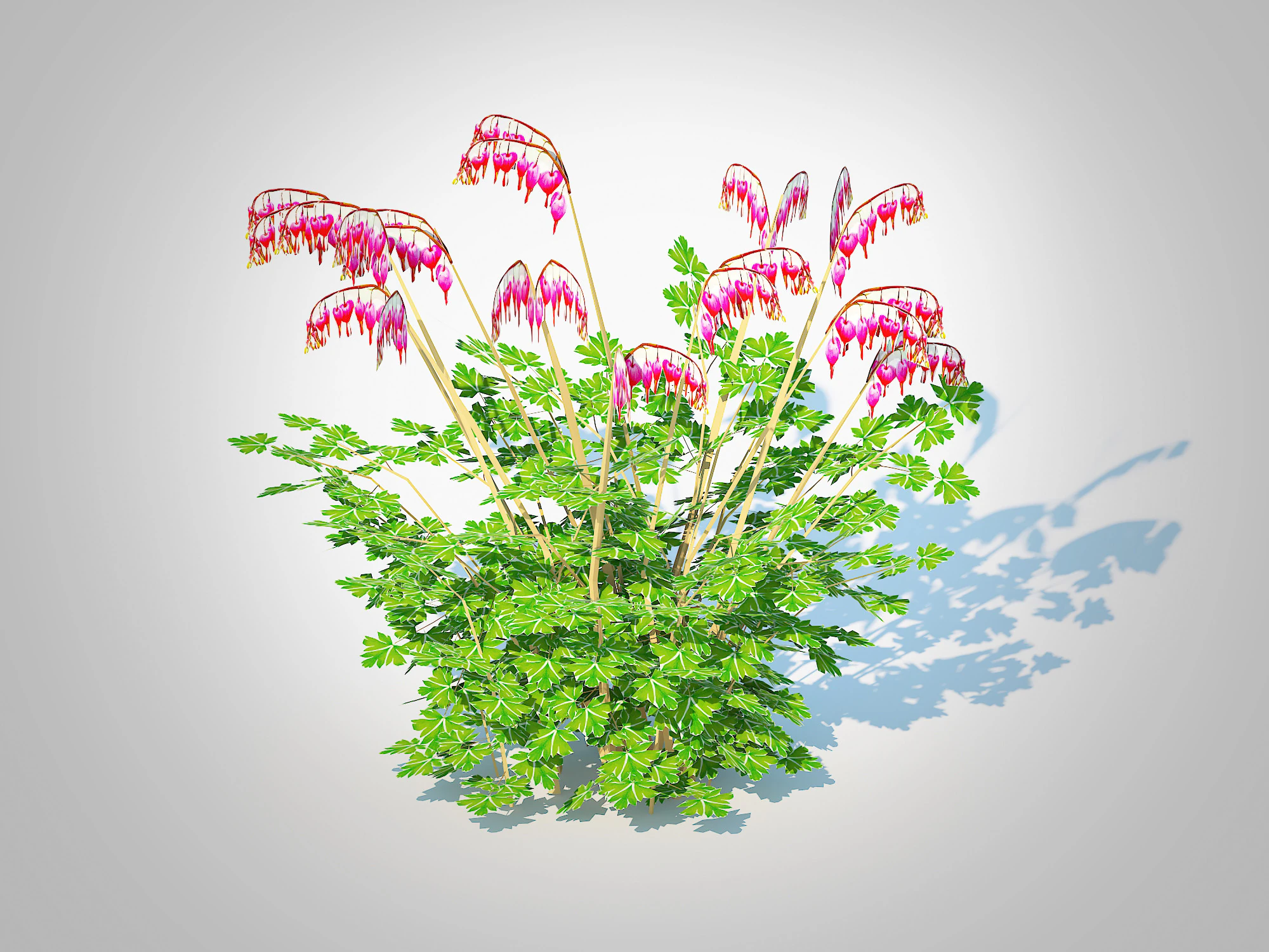 Dicentra spectabilis - Gold Bleeding Heart 3D Model .c4d .max .obj .3ds .fbx .stl .blend 